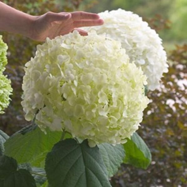 Incrediball Hydrangea