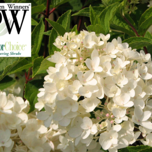 Little Lamb Hydrangea