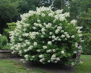 Snow Mountain Hydrangea