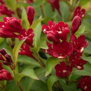 Maroon Swoon Weigela