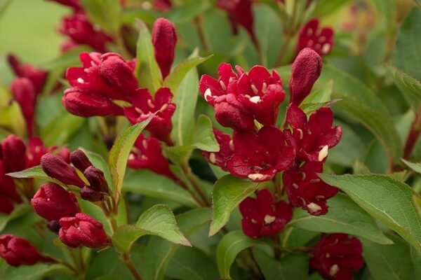 Maroon Swoon Weigela