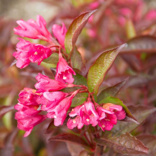 Strobe Weigela