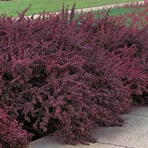 Berberis thunbergii Bailone