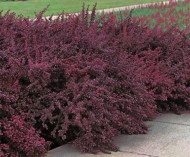 Berberis thunbergii Bailone