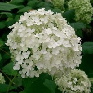 Hydrangea arborescens  Annabelle