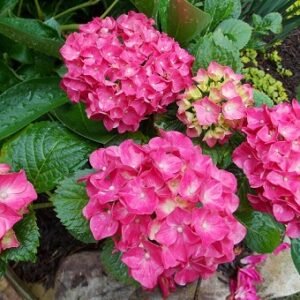 Hydrangea Mac. Glowing Embers