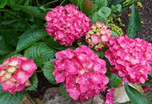 Hydrangea Mac. Glowing Embers