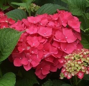 Hydrangea Mac. Masja