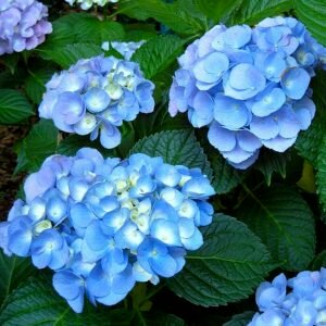 Hydrangea Mac. Nikko Blue