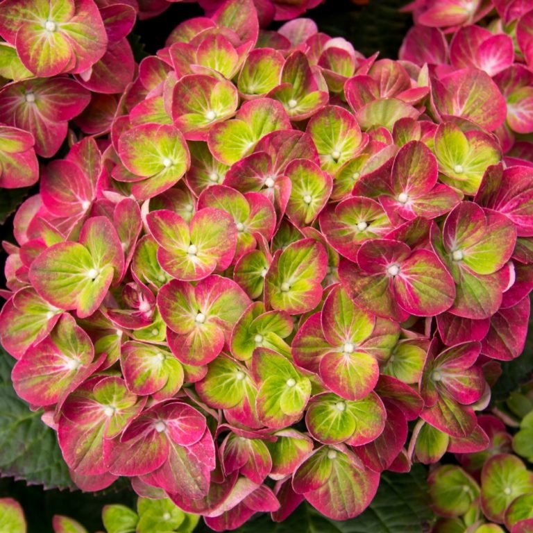 Hydrangea macropjhylla Qufu