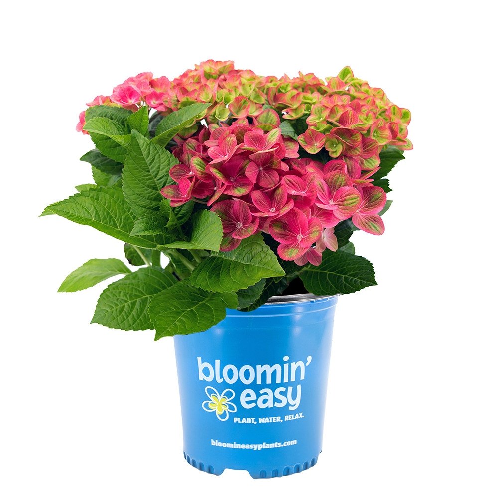 Hydrangea macropjhylla Qufu - Image 2