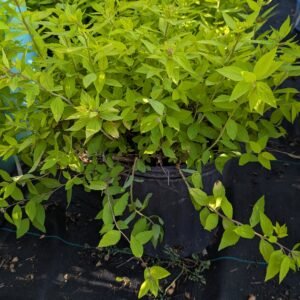 Spiraea bumalda Goldmound