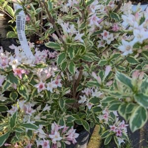 Weigela florida Variegata Nana