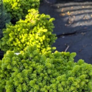 Picea Omorika 'Nana'
