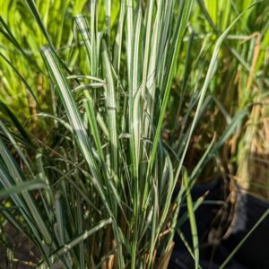 Calamagrostis Acutiflora 'Overdam'