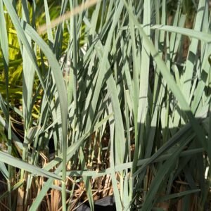 Elymus Arenarius 'Blue Dune'