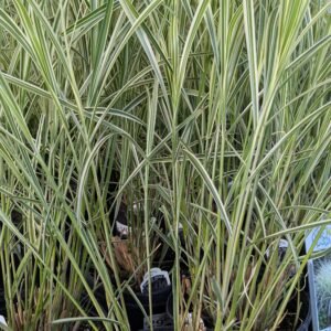 Miscanthus Sinensis 'Rigoletto'