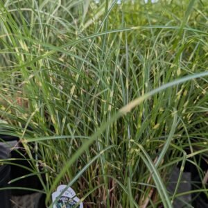 Miscanthus Sinensis 'Bandwidth'