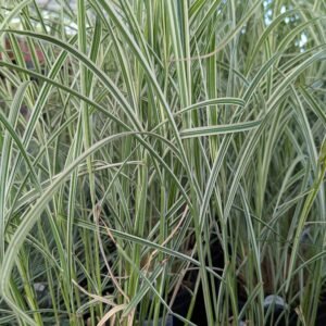 Miscanthus Sinensis 'Dixieland'