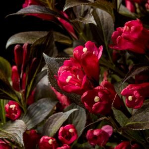 Weigela florida ZR1