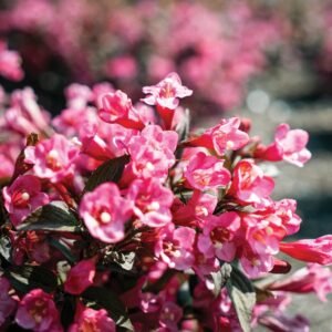 Weigela florida Spring2
