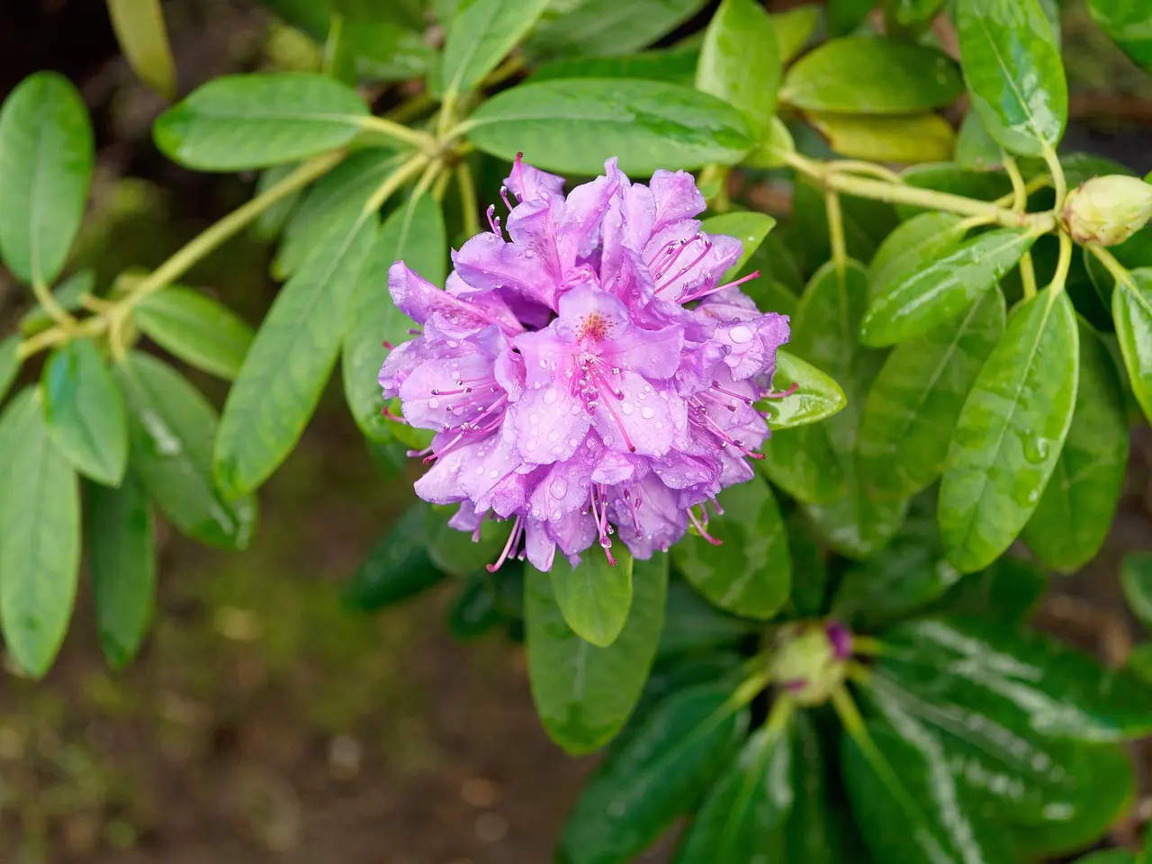 Broadleaf Evergreens