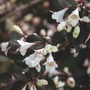 Weigela florida Velda