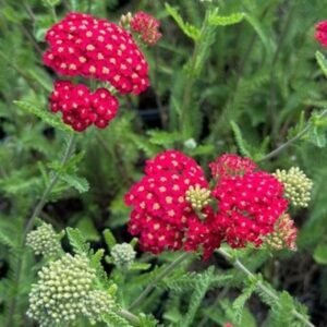 Achillea Millefolium 'Paprika'