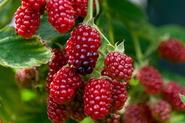 Berries