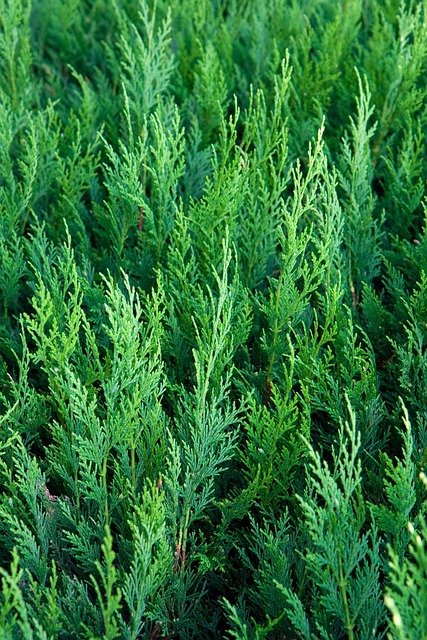 Cedars