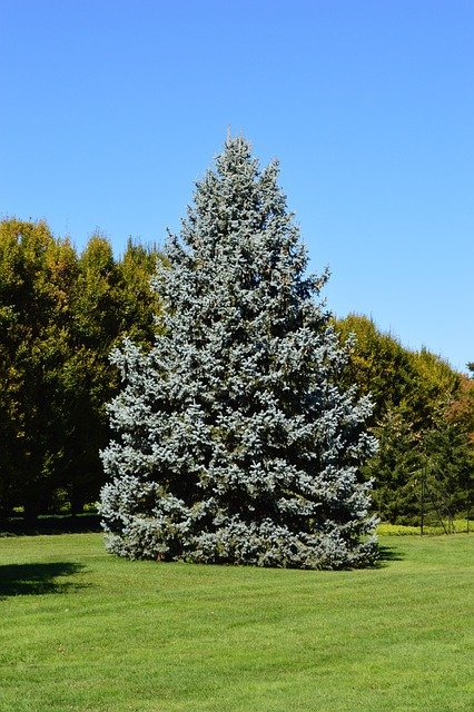 Evergreen Trees