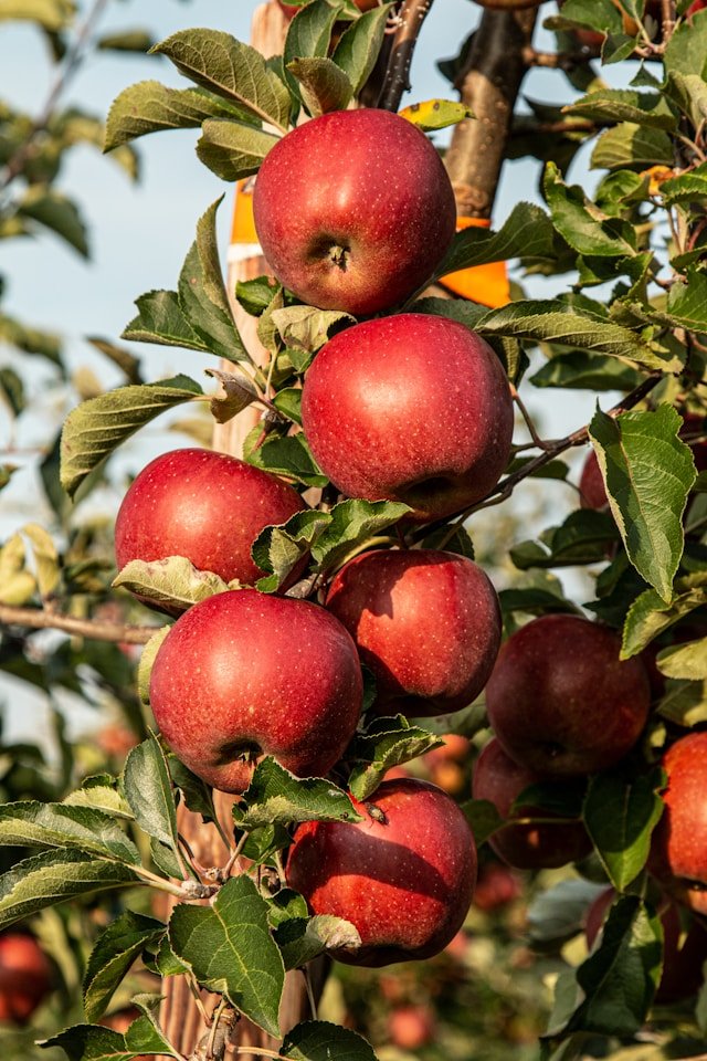 Fruit Trees