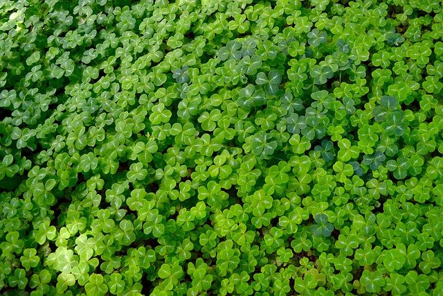 Groundcovers
