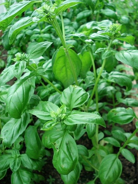 Herbs