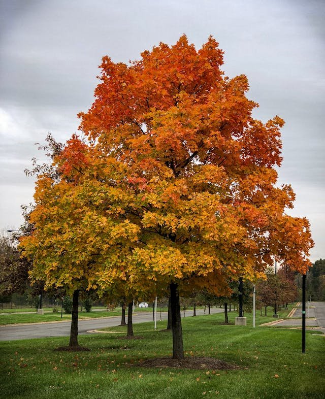 Ornamental Trees