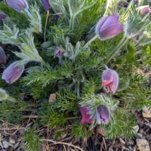 Pulsatilla Vulgaris