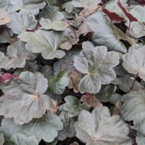 Heuchera x 'Carnival Black Olive'