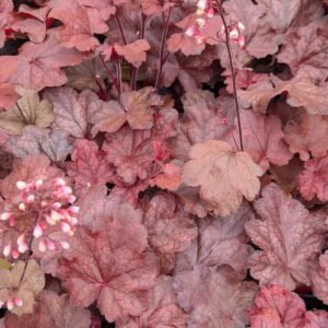 Heuchera x 'Front&Centre Fire Chief'