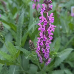 Salvia Nemorosa 'Wg Bumbleberry'