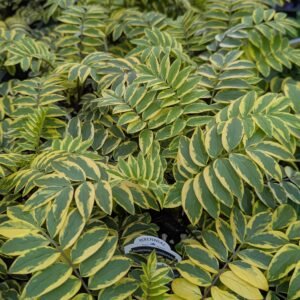 Polemonium Caeruleum 'Golden Feathers'