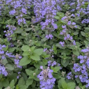 Nepeta Faassenii 'Wg Purrsian Blue'