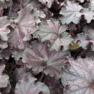 Heuchera 'Forever Midnight