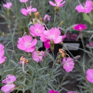 Phlox Hybrid Ssp Moss Pinks Groundcover