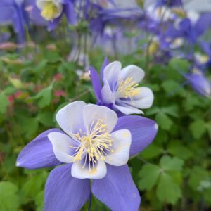 Aquilegia x 'Earlybird Purple Blue White' . #1