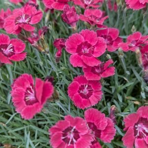 Dianthus x 'Star Eastern Star'