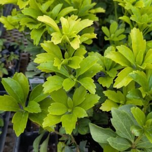 Pachysandra Hybrid Ssp Spurge Groundcover