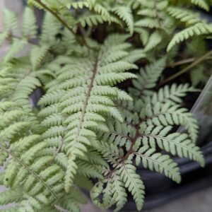 Athyrium x 'Ghost'