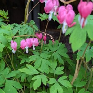 Dicentra Spectabilis
