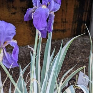 Iris Pallida 'Aureo-Variegata'