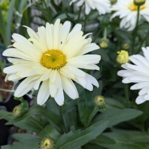 Leucanthemum x Superbum 'Pw Amazing Banana Cream'